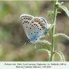 plebejus idas male daghestan 1